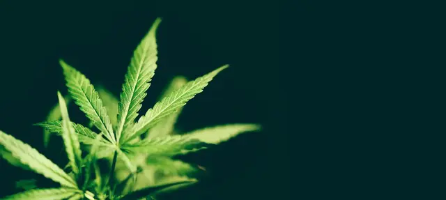 Bei einer Durchsuchung in Ludwigshafen fanden Ermittler knapp ein Kilogramm Marihuana und ein Messer.  | Foto: Bigc Studio/stock.adobe.com