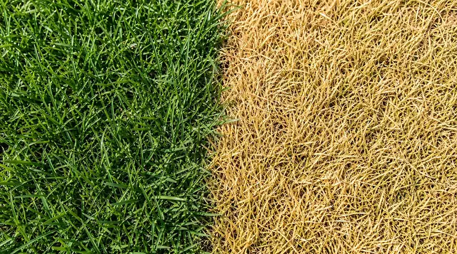 Wenn der Rasen im Sommer braun ist, ist er meist noch nicht verloren. | Foto: Alena/stock.adobe.com