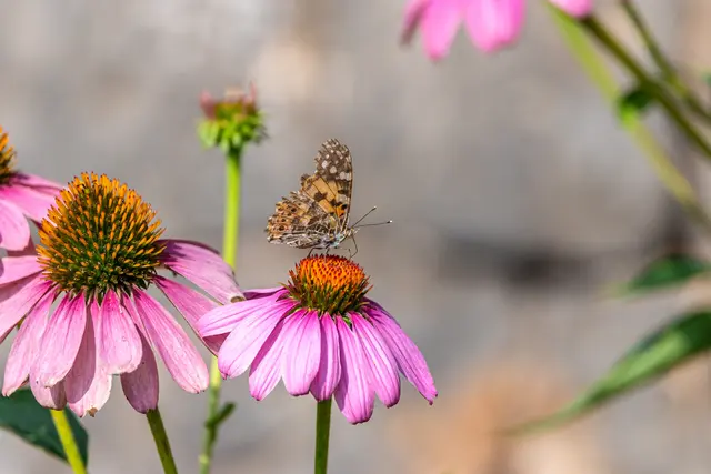 Wer sich früh eine Dauerkarte sichert, spart beim Kauf und kommt später ohne Anstehen ins Gelände. | Foto: Jochen Heim/ LGS28