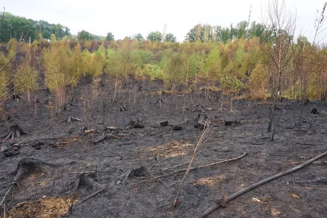 Gebrannt hatte es im Westerwald auf vier Hektar des Waldgebiets. | Foto: Thomas Frey/dpa
