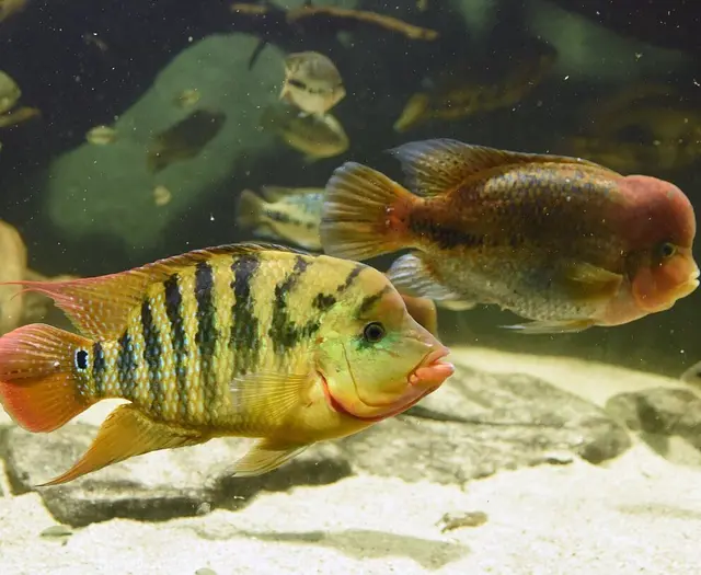Ein Aquarium im Gastraum wirkt dekorativ, kann für die Tiere aber schnell zur Belastung werden, wenn Licht, Platz und Ausstattung nicht passen. | Foto: Stadt Karlsruhe, Monika Müller-Gmelin