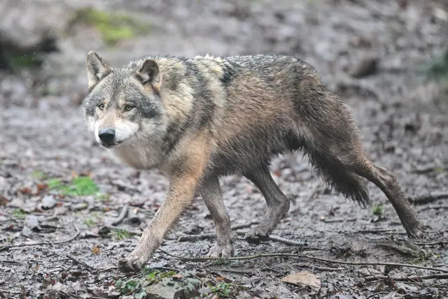 In Rheinland-Pfalz gibt es sechs Wolfsrudel. (Archivbild) | Foto: Bernd Weißbrod/dpa