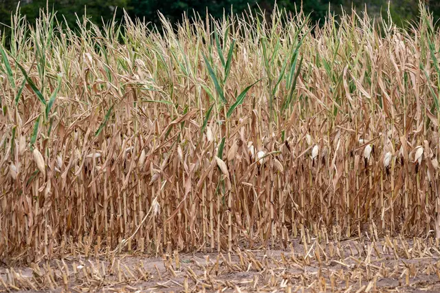 Grüne fordern Task Force zu Landwirtschaft und Dürre. (Symbolbild) | Foto: Harald Tittel/dpa