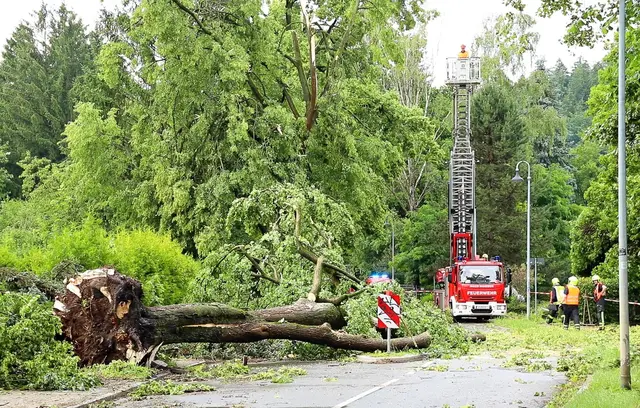 Über den Norden von Rheinland-Pfalz sind am Abend schwere Unwetter hinweggezogen, mindestens zwei Menschen wurden im Bereich der Polizeidirektion Mayen durch einen umstürzenden Baum schwer verletzt. (Symbolbild) | Foto: André März/News5/dpa