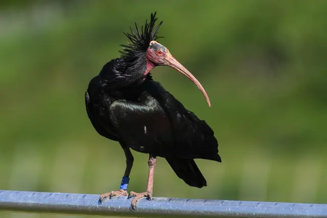 Die Vögel sind selten in Deutschland. (Archivbild)  | Foto: Felix Kästle/dpa