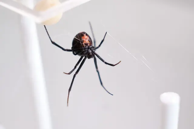 Die Männchen der Rotrückenspinne haben einen sportlichen Trick, um die Paarung mit der auch "Schwarze Witwe" bezeichneten Spinne zu überleben.  | Foto: Miriam Scriba/UHH/dpa