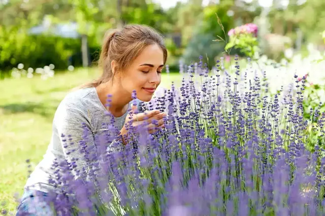 Lavendel liebt Trockenheit und ist daher im Präriegarten gut aufgehoben. Die Duftstaude verbreitet mediterranes Flair und sollte zwei Mal im Jahr geschnitten werden. | Foto: Syda Productions/stock.adobe.com