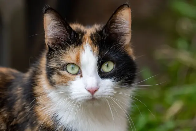Eine Katze soll laut Polizei eine Wohnung geflutet haben. (Symbolbild) | Foto: Stefan Sauer/dpa