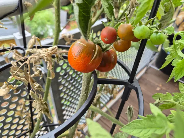Aufgeplatzte Tomaten müssen nicht gleich schlecht sein. Vom Strauch sollte man sie dennoch entfernen. | Foto: Sarah Isele