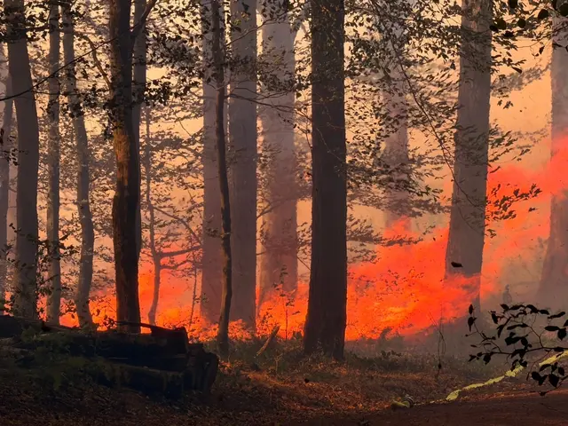 Der Waldbrand im Hosterwald bei Illingen hat rund 18 Hektar Fläche erfasst und mehr als 1.000 Einsatzkräfte gebunden. Nach 78 Stunden wurde der Großeinsatz der Feuerwehr beendet. | Foto: Kreisfeuerwehrverband Neunkirchen
