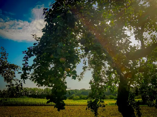 In Kandel werden die Äpfel dieses Jahr wieder in Gemeinschaftsarbeit geerntet (Streuobstwiese in der Pfalz) | Foto: Heike Schwitalla
