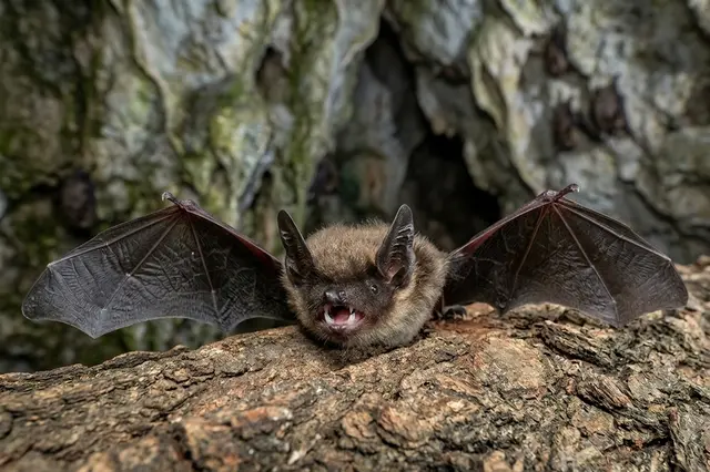 Breitkopffledermaus  | Foto: KI-generiert/stock.adobe.com