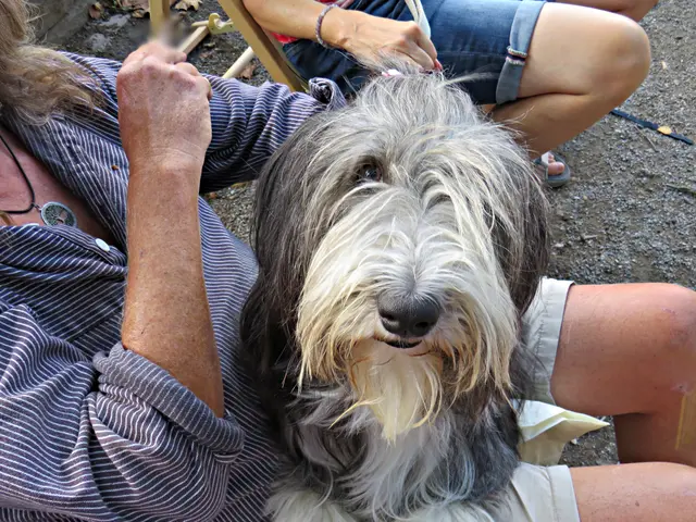 Ein Bearded Collie verfolgte gespannt das Konzert | Foto: Brigitte Melder