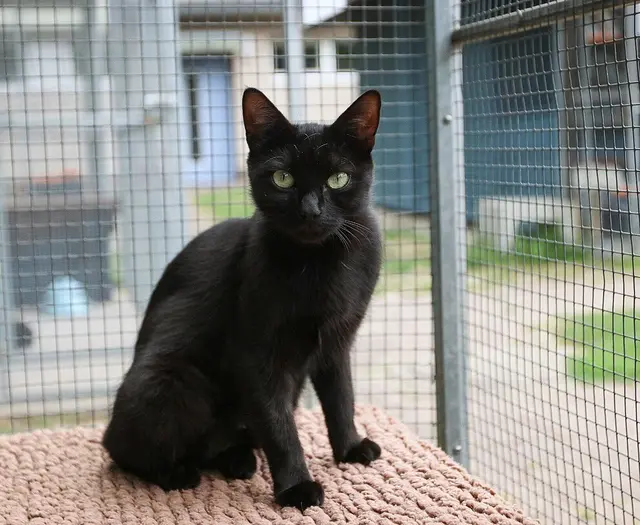 Wenn Haustiere verschwinden, landen sie oft als Fundtiere beim Tierschutz oder beim Ordnungsamt. | Foto: Tierschutzverein Karlsruhe und Umgebung e.V.