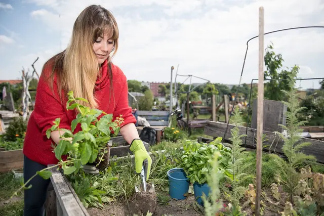 Im Hochbeet lässt sich auch auf kleinen Flächen Gemüse anbauen. | Foto: Robert Günther/dpa-mag