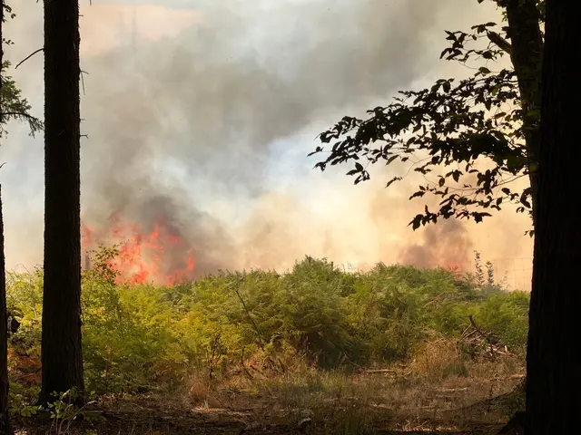 Der Waldbrand im Hosterwald bei Illingen hat rund 18 Hektar Fläche erfasst und mehr als 1.000 Einsatzkräfte gebunden. Nach 78 Stunden wurde der Großeinsatz der Feuerwehr beendet. | Foto: Kreisfeuerwehrverband Neunkirchen