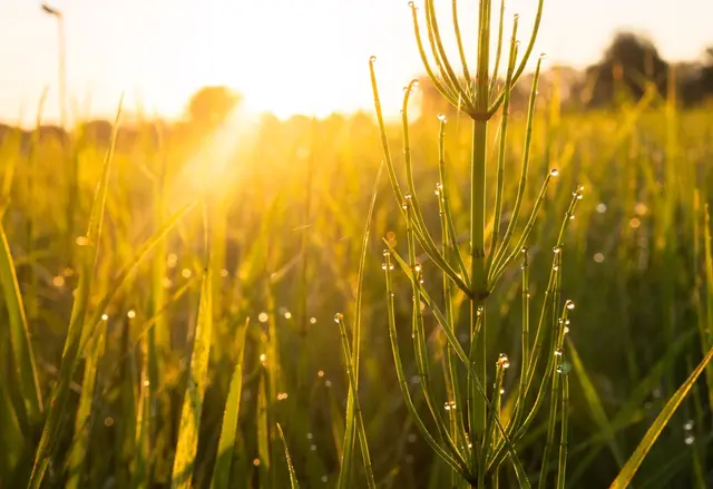 In Rheinland-Pfalz und im Saarland lässt sich die Sonne wieder blicken. (Symbolbild) | Foto: Julian Stratenschulte/dpa