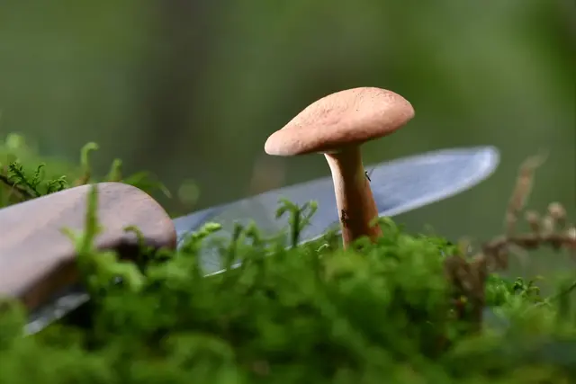 Ob dieses Jahr viele Pilze geerntet werden können, ist unklar. (Symbolbild) | Foto: Felix Kästle/dpa