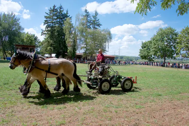 Vorderwagen mit Mähwerk. Gespann mäht die Wiese. | Foto: Ellen Wachter
