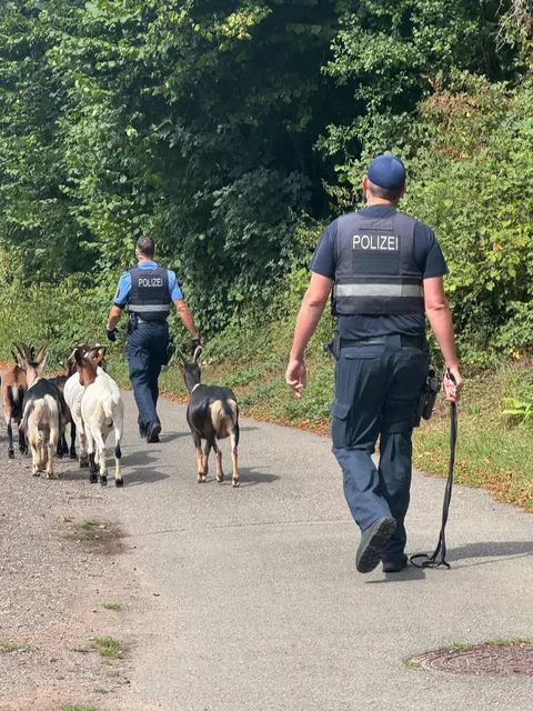 Eine ausgebüxte Ziegenherde hat am Sonntagmittag im Strecktalpark in Pirmasens die Polizei beschäftigt. Die Tiere wurden unverletzt zurück in ihr Gehege gelotst. | Foto: Polizeidirektion Pirmasens