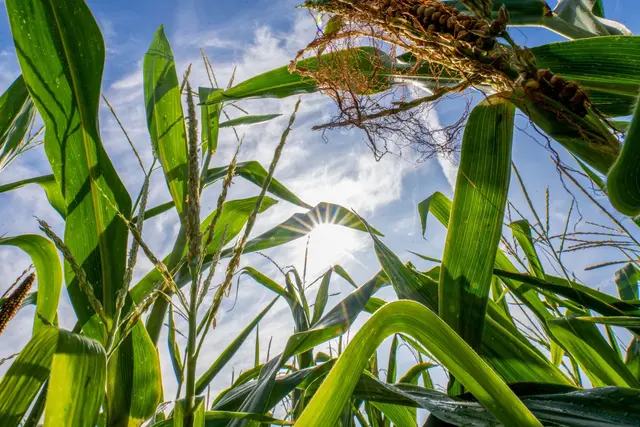 Am Montag gibt es noch viel Sonne, bevor Regen- und Gewitterwolken über Rheinland-Pfalz und das Saarland ziehen. (Illustration) | Foto: Pia Bayer/dpa