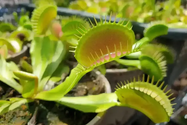 Eine fleischfressende Pflanze kann vor zu vielen Insekten schützen
 | Foto: ltyuan/stock.adobe.com