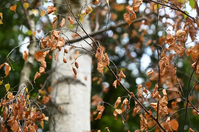 Wie groß das Ausmaß des Schadens infolge von Hitze und Trockenheit im Wald ist, lässt sich noch nicht sagen. | Foto: Valentin Gensch/dpa
