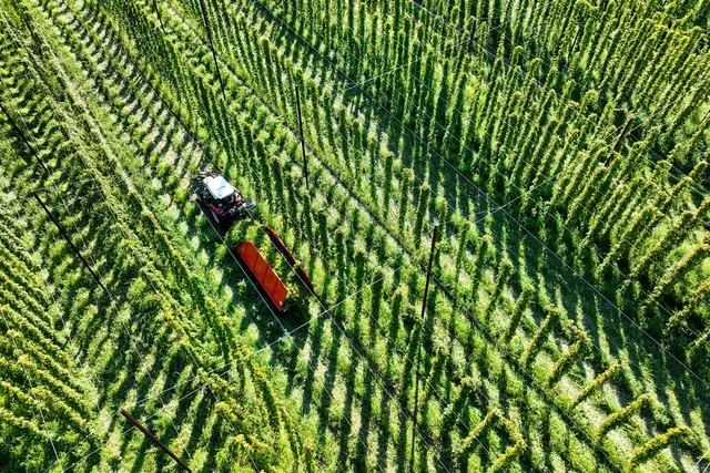 Weniger Ertrag bei Hopfenernte in Tettnang. (Archivbild) | Foto: Felix Kästle/dpa