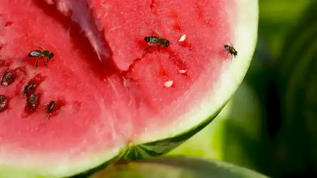 Wer angeschnittenes oder sehr reifes Obst offen liegen lässt, riskiert einen Befall mit den Fliegen. Tipp: Manche Obstsorten lassen sich auch gut im Kühlschrank aufbewahren. | Foto: Klymentii/stock.adobe.com