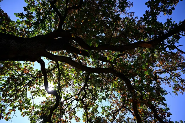 Der trockene Wald bekommt Regen und Gewitter ab. (Archivbild) | Foto: A4366 Sven Hoppe/dpa
