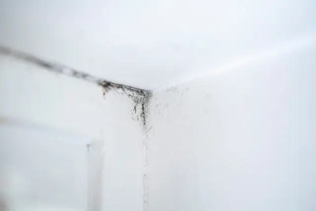 Wer Schimmelflecken an der Wand entdeckt, sollte erst die Ursache klären – dann kann man kleine, oberflächliche Stellen oft selbst behandeln. | Foto: Catherine Waibel/dpa-mag