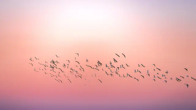 Der Mornellenregenpfeifer gehört zu den Zugvögeln (Symbolfoto) | Foto: huythoai/stock.adobe.com