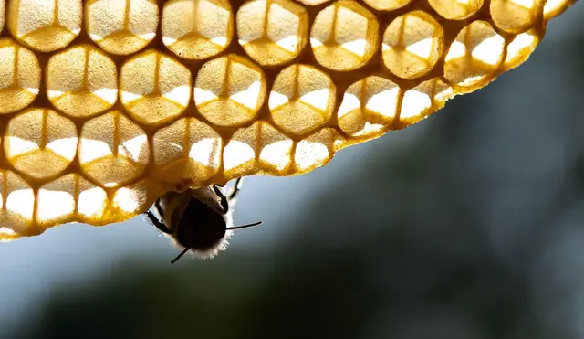 Honigbienen sind wegen Hitze und Dürre in einer Art Notbetrieb. (Archivbild)  | Foto: Sebastian Gollnow/dpa