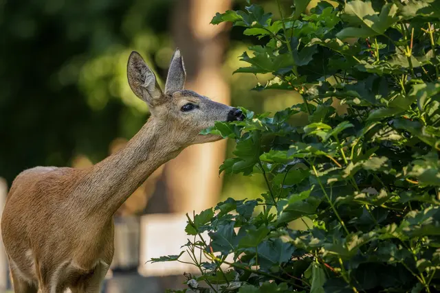 Bei der Waldführung bei Thaleischweiler-Fröschen geht es um den Einfluss von Wild auf den Wald. | Foto: Landesforsten Rheinland-Pfalz/Jonathan Fieber
