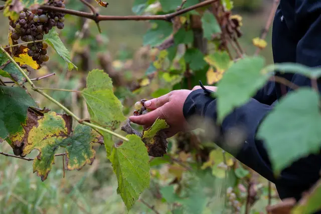 Ab der Obermosel ist es jetzt so weit: Die Weinlese beginnt. (Symbolbild) | Foto: Harald Tittel/dpa