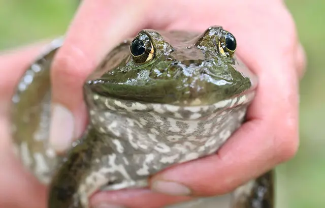 Die Tiere sind eingewandert und eine Gefahr für die hiesige Fauna. (Archivbild) | Foto: Uli Deck/dpa