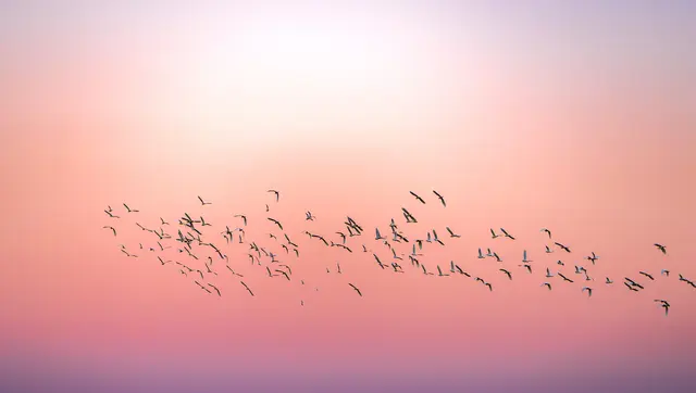 Der Mornellenregenpfeifer gehört zu den Zugvögeln (Symbolfoto) | Foto: huythoai/stock.adobe.com