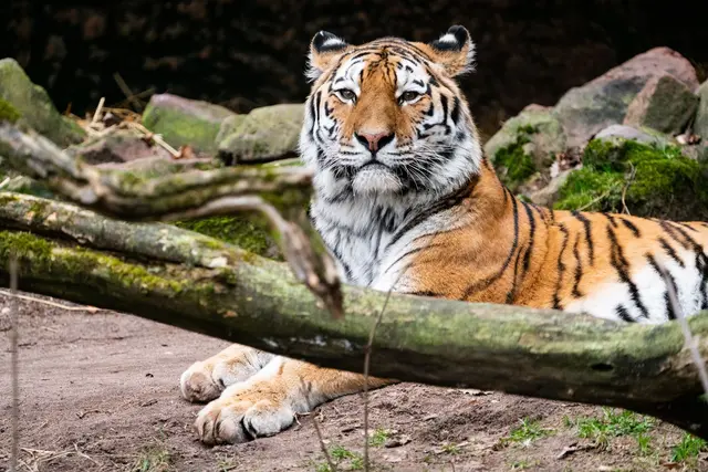 Tigerkater Manu hat im Zoo Landau ein neues Zuhause gefunden.  | Foto: Tom Burger/Tiergarten Nürnberg