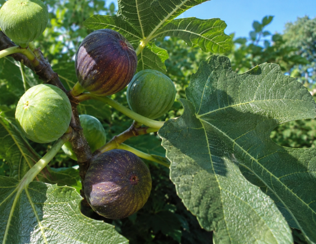 Feigen am Baum - frisch gepflückt eine Delikatesse | Foto: Heike Schwitalla
