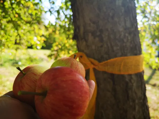In Pirmasens geben gelb markierte Obstbäume auf städtischen Streuobstwiesen Früchte zum Pflücken frei. | Foto: Stadt Pirmasens / Lina Merz