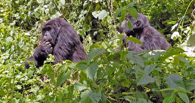 Berggorilla (Gorilla beringei beringei) | Foto: Klaudia Gilcher