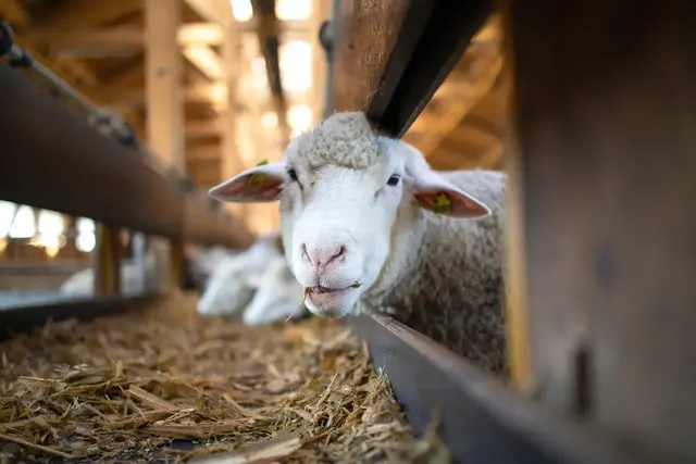 Wie verändern sich die Anforderungen an die Schaf- und Ziegenhaltung? Was müssen Tierhalterinnen und Tierhalter bei aktuellen Meldungen und Vorgaben beachten? | Foto: littlewolf1989/stock.adobe.com