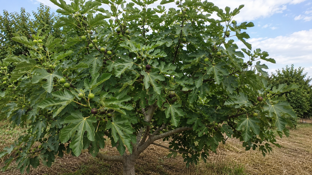 ein Feigenbaum: Von ihnen soll es rund 50.000 in der Pfalz geben | Foto: Heike Schwitalla