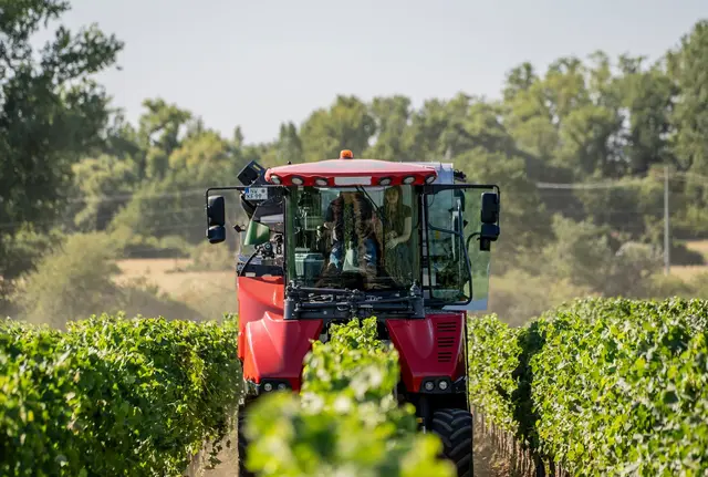 Weinlese beginnt so früh wie nie. (Archivbild)  | Foto: Andreas Arnold/dpa