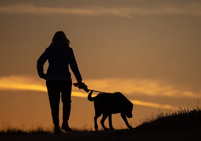 Herrchen oder Frauchen? Ein Gericht entschied, dass bei einer Trennung der gemeinsame Hund zwischen den beiden Ex-Partnern versteigert werden kann. | Foto: Sebastian Gollnow/dpa/dpa-mag