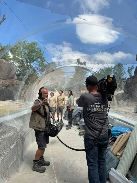 Elefant, Tiger & Co.: Der Countdown zur neuen Wasserwelt Feuerland führt auch in den begehbaren Unterwassertunnel im Zoo Leipzig. | Foto: MDR Mitteldeutscher Rundfunk, Foto: Stephanie Gottschalk