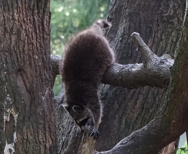 Wer Mülltonnen, Kompost und Tierfutter nicht sichert, zieht Waschbären schnell in den Garten. | Foto: Stadt Karlsruhe, PIA, Lotta Stähr