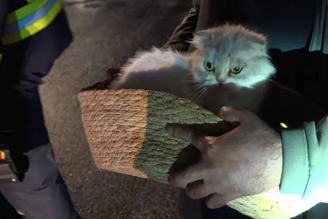 Feuerwehrleute retteten Kitty aus dem Gebäude. | Foto: Thorsten Kremers/dpa