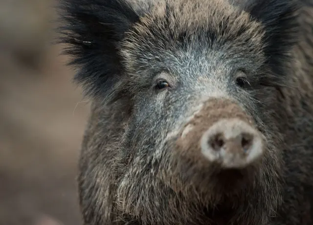 Wildschweine verwüsten Gräber in Rheinland-Pfalz. (Archivbild) | Foto: Lino Mirgeler/dpa