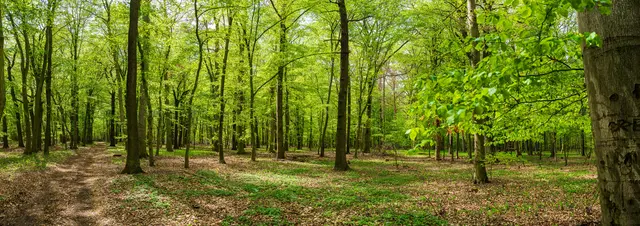 Ein Spaziergang im Wald ist ruhig und entspannend / Symbolbild | Foto: DZiegler/stock.adobe.com